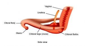Clitoris side view with nomenclature